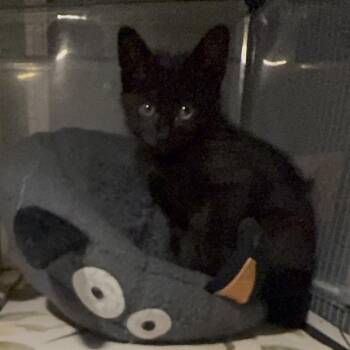 Domestic Short Hair Cats Available for Adoption in League City, Texas - Jetty | PetCurious