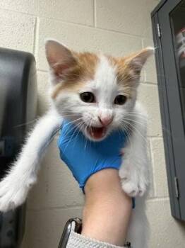 Gus -  Domestic Short Hair Cat for Adoption in Wichita, Kansas - Gus | PetCurious