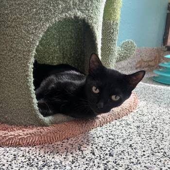 October -  Domestic Short Hair Cat for Adoption in Fresno, California - October | PetCurious