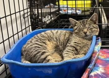 Rescue Domestic Short Hair Cats for Adoption in Anderson, Indiana - Judy | PetCurious