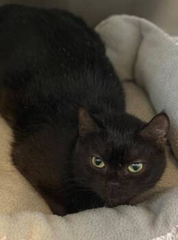 Domestic Short Hair Cats Available for Adoption - Tinker | PetCurious