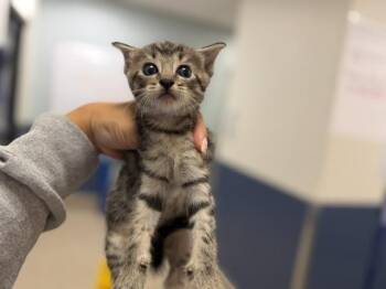 WATERMELON -  Domestic Short Hair Cat for Adoption in Doral, Florida - WATERMELON | PetCurious