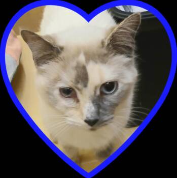 Siamese and Calico Cats Available for Adoption in Albuquerque, New Mexico - Aileen | PetCurious