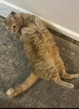 Marlin -  Tabby Cat Available for Adoption in Martinsburg, West Virginia - Marlin | PetCurious