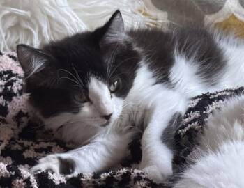 Penelope -  Domestic Medium Hair Cat for Adoption in Salt Lake City, Utah - Penelope | PetCurious