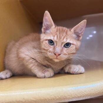 FWT Buzz -  Domestic Short Hair Cat for Adoption in Midland, Texas - FWT Buzz | PetCurious