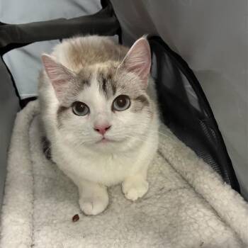 Stingray -  Domestic Short Hair Cat Available for Adoption in Greensboro, North Carolina - Stingray | PetCurious