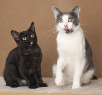 Ingrid & Raquel -  Domestic Short Hair Cat for Adoption in Chicago, Illinois - Ingrid & Raquel | PetCurious