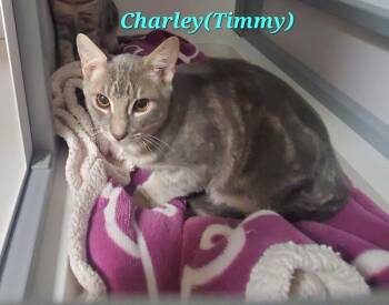 Charley (Timmy) -  Domestic Short Hair Cat for Adoption in Diamond Springs, California - Charley (Timmy) | PetCurious