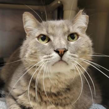 Yak -  Domestic Short Hair Cat for Adoption in Columbia, Missouri - Yak | PetCurious