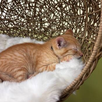 Tornado -  Domestic Short Hair Cat for Adoption in Bloomington, Illinois - Tornado | PetCurious