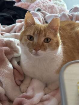 Rescue Domestic Short Hair Cats for Adoption in Albany, New York - Gussie | PetCurious