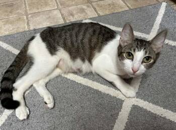 Rescue Domestic Short Hair Cats for Adoption in Shrewsbury, Massachusetts - Catane | PetCurious