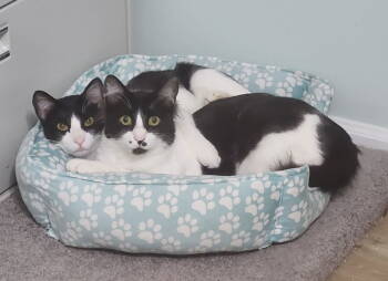 Rescue Oriental Short Hair Cats for Adoption in Herndon, Virginia - Bear (& Roo) Bonded | PetCurious
