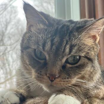 Domestic Short Hair Cats Available for Adoption - Cece ** C66957 | PetCurious