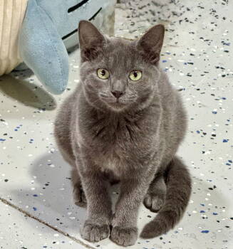 Rescue Domestic Short Hair Cats for Adoption in Hanover, Pennsylvania - Estee | PetCurious