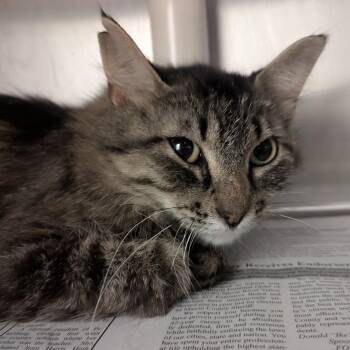 Ms Kitty -  Domestic Medium Hair Cat for Adoption in Springfield, Illinois - Ms Kitty | PetCurious