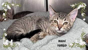 KANI -  Domestic Short Hair and Tabby Cat for Adoption in Marietta, Georgia - KANI | PetCurious