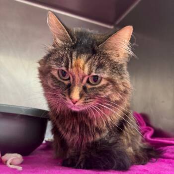 Seraphina -  Domestic Long Hair Cat for Adoption in Pekin, Illinois - Seraphina | PetCurious