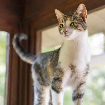 Sharona -  Domestic Short Hair Cat for Adoption in Lone Rock, Wisconsin - Sharona | PetCurious