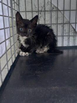 A2477039 -  Domestic Short Hair Cat for Adoption in Fort Lauderdale, Florida - A2477039 | PetCurious