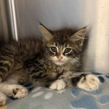 Photo 28572 -  Domestic Medium Hair Cat for Adoption in Middleburg, Florida - Photo 28572 | PetCurious