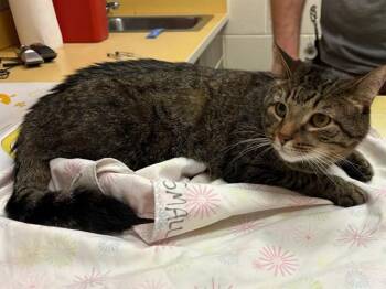 TIGER -  Domestic Short Hair Cat for Adoption in Colorado Springs, Colorado - TIGER | PetCurious