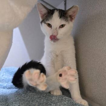 Soybean -  Domestic Short Hair Cat for Adoption in Pittsburgh, Pennsylvania - Soybean | PetCurious