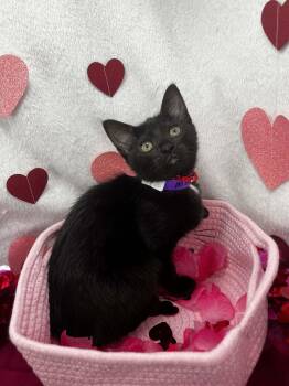 Domestic Medium Hair Cats Available for Adoption - Maggie Mac | PetCurious