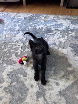 Stormy -  Domestic Short Hair Cat for Adoption in North Babylon, New York - Stormy | PetCurious