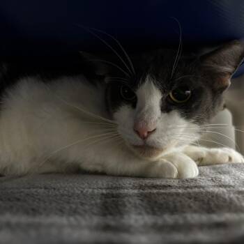 Domestic Short Hair Cats Available for Adoption - Frank | PetCurious