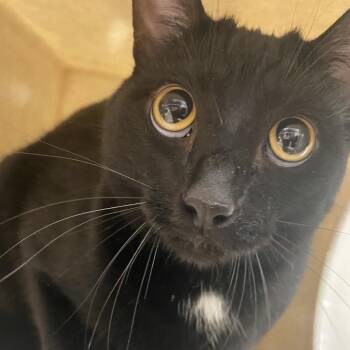 Salem -  Domestic Short Hair Cat for Adoption in Reno, Nevada - Salem | PetCurious