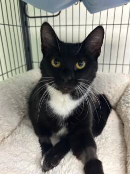 Domestic Short Hair Cats Available for Adoption in Blountville, Tennessee - Tap Shoes | PetCurious