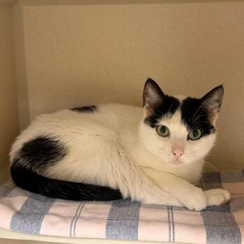 Lovey -  Domestic Short Hair Cat for Adoption in Buffalo, New York - Lovey | PetCurious