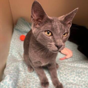 Domestic Short Hair Cats Available for Adoption in South Elgin, Illinois - Steele | PetCurious