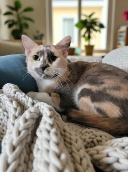 Rescue Calico Cats for Adoption - Linda | PetCurious