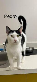 Domestic Short Hair Cats Available for Adoption - Pebbles | PetCurious