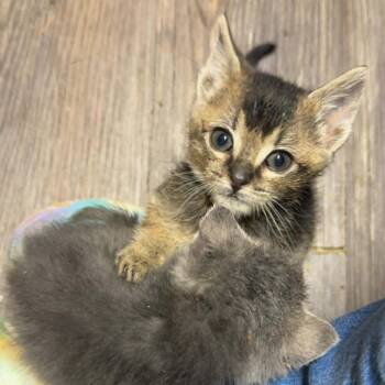 Domestic Short Hair Cats Available for Adoption - Porky | PetCurious