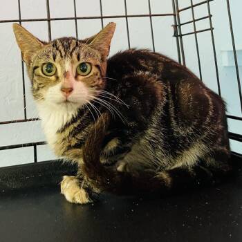 Tiger -  Domestic Short Hair Cat for Adoption in Pahoa, Hawaii - Tiger | PetCurious