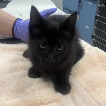 Yamaha -  Domestic Short Hair Cat for Adoption in Oak Brook, Illinois - Yamaha | PetCurious