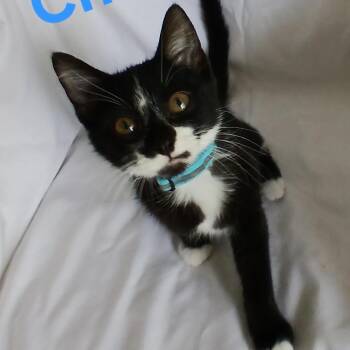 Chandler C11967 -  Domestic Short Hair Cat for Adoption - Chandler C11967 | PetCurious