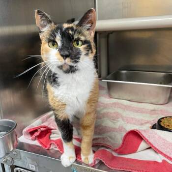 Faith (Cat 33) -  Domestic Short Hair Cat for Adoption in Roanoke, Virginia - Faith (Cat 33) | PetCurious