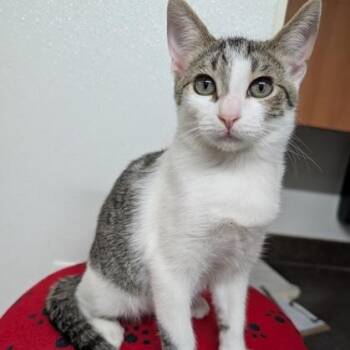 Meatball -  Domestic Short Hair Cat for Adoption in Rochester, Minnesota - Meatball | PetCurious