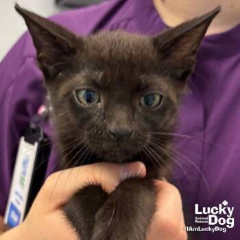 Gunter -  Domestic Short Hair Cat for Adoption in Washington, District Of Columbia - Gunter | PetCurious