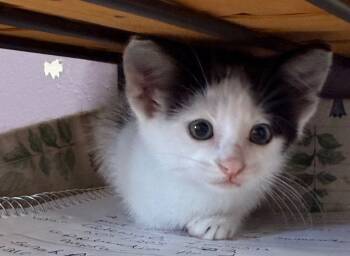 Rescue Domestic Medium Hair Cats for Adoption in Saint Francisville, Louisiana - Belle | PetCurious