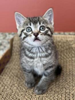Chicory -  Domestic Short Hair Cat for Adoption in Hackensack, Minnesota - Chicory | PetCurious