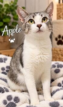 Apple -  Domestic Short Hair Cat for Adoption in Dalton, Georgia - Apple | PetCurious