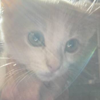 Albert -  Domestic Short Hair Cat Available for Adoption in Marion, Illinois - Albert | PetCurious