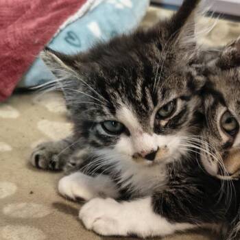 Stripe -  Domestic Medium Hair Cat for Adoption in Knoxville, Tennessee - Stripe | PetCurious