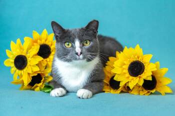 Domestic Short Hair Cats Available for Adoption - Candy | PetCurious